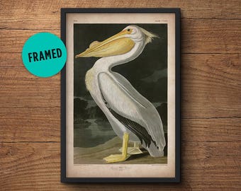 Pelican bird print, Framed art, Pelican print, Audubon print, Audubon print, Birds of America, John James Audubon, Framed print, Wall art