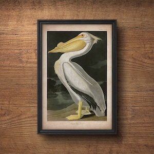 Audubon bird print, Pelican print, Antique bird print, Audubon poster, Birds of America, Large wall art, Nursery art, Wall decor, Large art