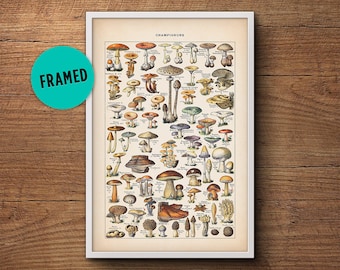 Mushroom Poster, Framed art,  Mushroom print, Botanical print, Vintage Botanical, Mushroom Diagram, Framed print, Kitchen art, Wall art