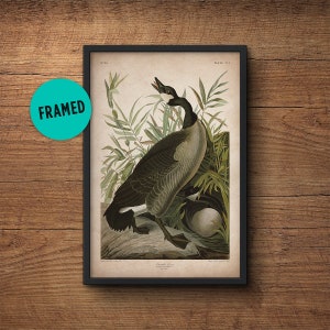 Audubon bird print, Framed art, Canada Goose, Audubon print, Audubon poster, Birds of America, John James Audubon, Framed print, Wall art