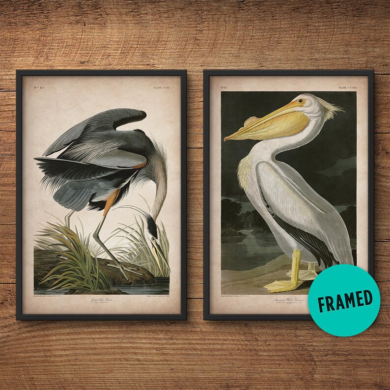Audubon Birds Framed Print Set Pelican Print Heron Print Etsy