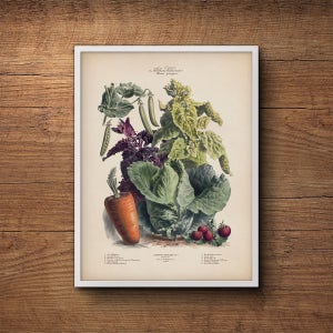 Vegetable print, French vegetables poster, Botanical print, Kitchen wall art, Kitchen decor, Botanical art, Large botanical poster