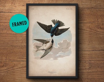 Swallow bird print, Framed art, Swallow print, Audubon print, Audubon print, Birds of America, John James Audubon, Framed print, Wall art