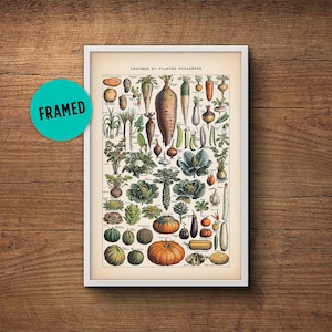 French vegetable print, Framed art, Botanical print, Botanical Art, Framed botanical art, Vintage botanical, Botanical poster, Kitchen art