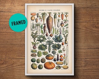 French vegetable print, Framed art, Botanical print, Botanical Art, Framed botanical art, Vintage botanical, Botanical poster, Kitchen art