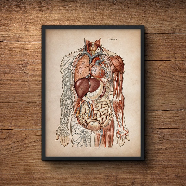 Anatomy Poster, Anatomy Print, Muscular System Print, Human Anatomy Poster, Human Organs, Anatomical Drawing, Human Anatomy, Wall Art