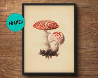 Framed art, Mushroom print, Mushroom poster, Botanical print, Framed botanical print, Vegetable print, Kitchen wall art, Kitchen decor