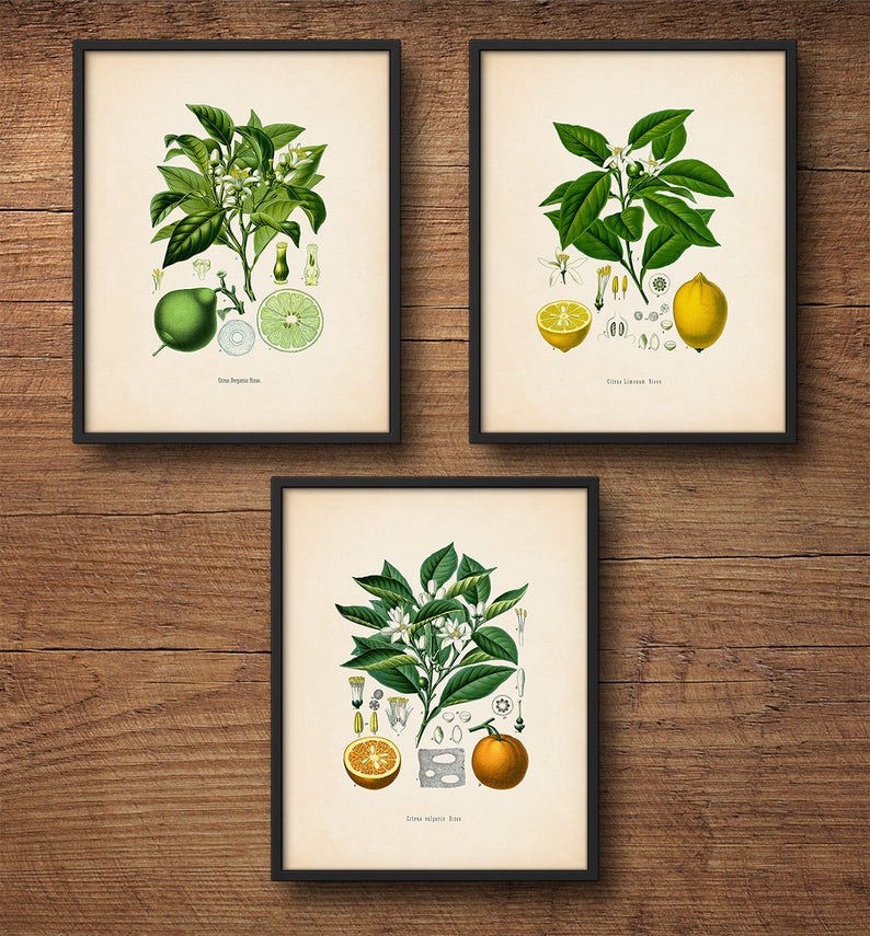 Framed Botanical Print Set Citrus Framed Art Botanical Etsy UK
