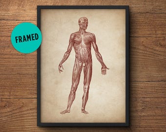 Anatomy poster, Framed art, Anatomy print, Muscular system print, Human anatomy poster, Medical print, Anatomical drawing, Human anatomy