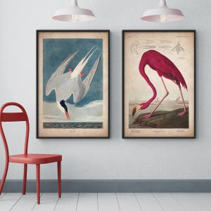 Audubon birds, Print set, Flamingo print, Tern print, Audubon print, Birds of America, John James Audubon, Large print, Wall art