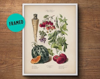Vegetables poster, Framed art, Botanical art, Vintage vegetable print, Botanical print, Botanical illustration, Large wall art, Wall decor