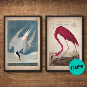 Audubon birds, Framed print set, Flamingo print, Tern print, Audubon print, Birds of America, John James Audubon, Framed print, Wall art