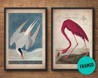 Uccelli audubon, set di stampe incorniciate, stampa Flamingo, stampa tern, stampa Audubon, Birds of America, John James Audubon, stampa incorniciata, arte murale
