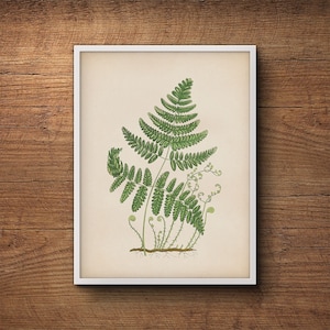 Fern wall print, Fern leaf print, Botanical print of ferns, Vintage botanical illustration, Botanical illustration, Kitchen decor, Wall art