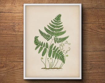 Fern wall print, Fern leaf print, Botanical print of ferns, Vintage botanical illustration, Botanical illustration, Kitchen decor, Wall art
