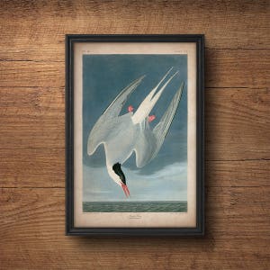 Vintage bird print, Arctic tern, Audubon print, Audubon poster, Birds of America, John James Audubon, Wall art, Wall decor, Large print