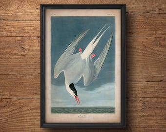 Vintage bird print, Arctic tern, Audubon print, Audubon poster, Birds of America, John James Audubon, Wall art, Wall decor, Large print
