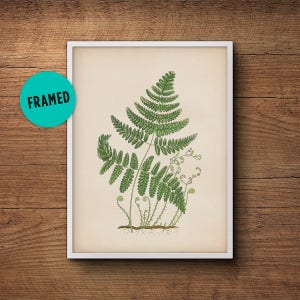 Fern wall print, Fern leaf print, Botanical print of ferns, Vintage botanical illustration, Framed botanical art, Framed art, Kitchen decor