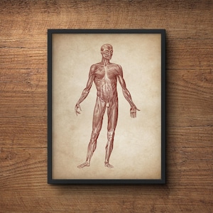 Anatomy poster, Anatomy print, Muscular system print, Human anatomy poster, Medical print, Anatomical drawing, Human anatomy, Wall art