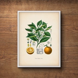 Citrus art print, Botanical art, Orange fruit, Kitchen decor, Citrus print, Kitchen art, Kitchen citrus print, Farmhouse decor, Kitchen art