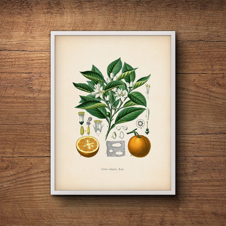 Citrus art print, Botanical art, Orange fruit, Kitchen decor, Citrus print, Kitchen art, Kitchen citrus print, Farmhouse decor, Kitchen art image 1