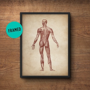 Anatomy print, Framed art, Anatomy poster, Muscular system print, Human anatomy poster, Medical print, Anatomical drawing, Human anatomy
