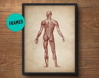 Anatomy print, Framed art, Anatomy poster, Muscular system print, Human anatomy poster, Medical print, Anatomical drawing, Human anatomy