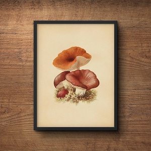 Cartel de setas, impresión de setas, impresión botánica, impresión botánica, impresión vegetal, arte de la pared de la cocina, decoración de la cocina, arte de la pared