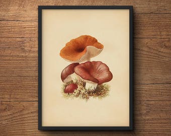 Mushroom poster, Mushroom print, Botanical print, Botanical print, Vegetable print, Kitchen wall art, Kitchen decor, Wall art