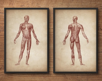 Anatomy print set of 2, Human anatomy posters, Anatomy home decor, Anatomy posters, Anatomy illustrations, Large print, Human muscle system