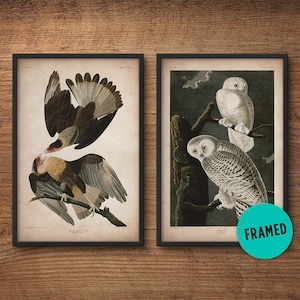 Audubon Vögel, Gerahmte Drucke, Adler Druck, Eule Druck, Audubon Druck, Vögel von Amerika, John James Audubon, Gerahmt Druck, Wandkunst