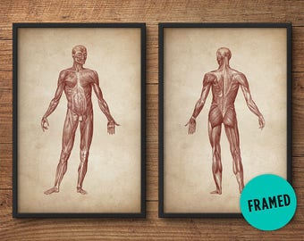Framed anatomy print set of 2, Framed art, Anatomy posters, Anatomy home decor, Anatomy illustrations, Large print, Human muscle system