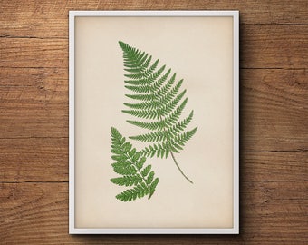 Botanical print of ferns, Fern leaf print, Fern wall print, Vintage botanical illustration, Botanical illustration, Kitchen decor, Wall art