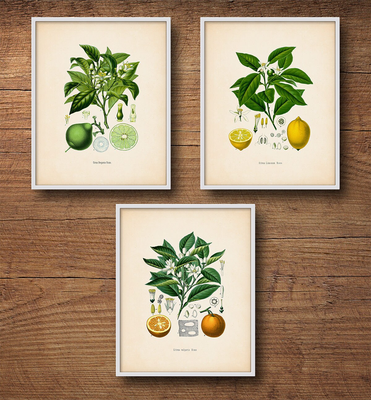 citrus ガラスアート WEB受注生産限定 新品未使用 il_fullxfull.1215357619_14va.jpg