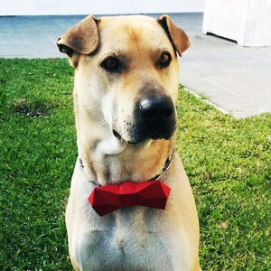 Pode incluir: Um cão castanho claro usando uma gravata borboleta vermelha. O cão tem uma pelagem curta e lisa e um nariz preto.