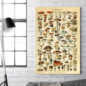 Paddestoelen van Adolphe Millot Vintage illustratie vlinderprint op canvas ingelijste retro muurkunst wetenschap leerboek kunstwerk Thuiskantoor decor