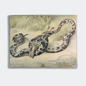 Könnte beinhalten: Eine detaillierte Illustration einer großen Schlange mit schwarzen und braunen Markierungen, die sich um ein kleineres Tier, möglicherweise ein Reh, wickelt und es festhält. Die Schlange ist in einer natürlichen Umgebung mit Gras und Blättern dargestellt.