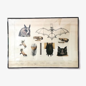 Um 1900 Schulwandkarte Eule und Fledermaus, Niederlande, gerahmt.