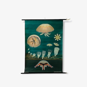 1970 school wall chart moon jellyfish