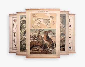 Antike Schulwandkarte Postergröße 1850-1940