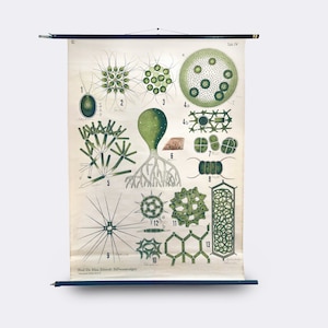 Vintage school wall chart freshwater algae Prof Dr. Max Schmidt