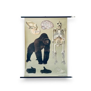 Mappa murale della scuola del 1966 Gorilla