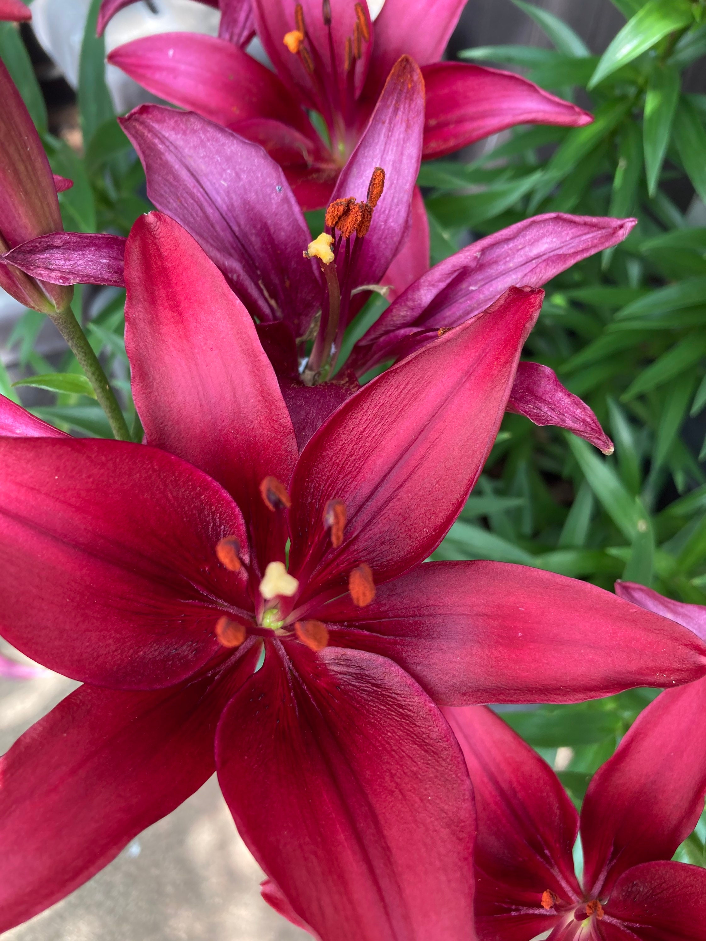 Asiatic Lily Flower Essence Energetic Healing Chakras Etsy