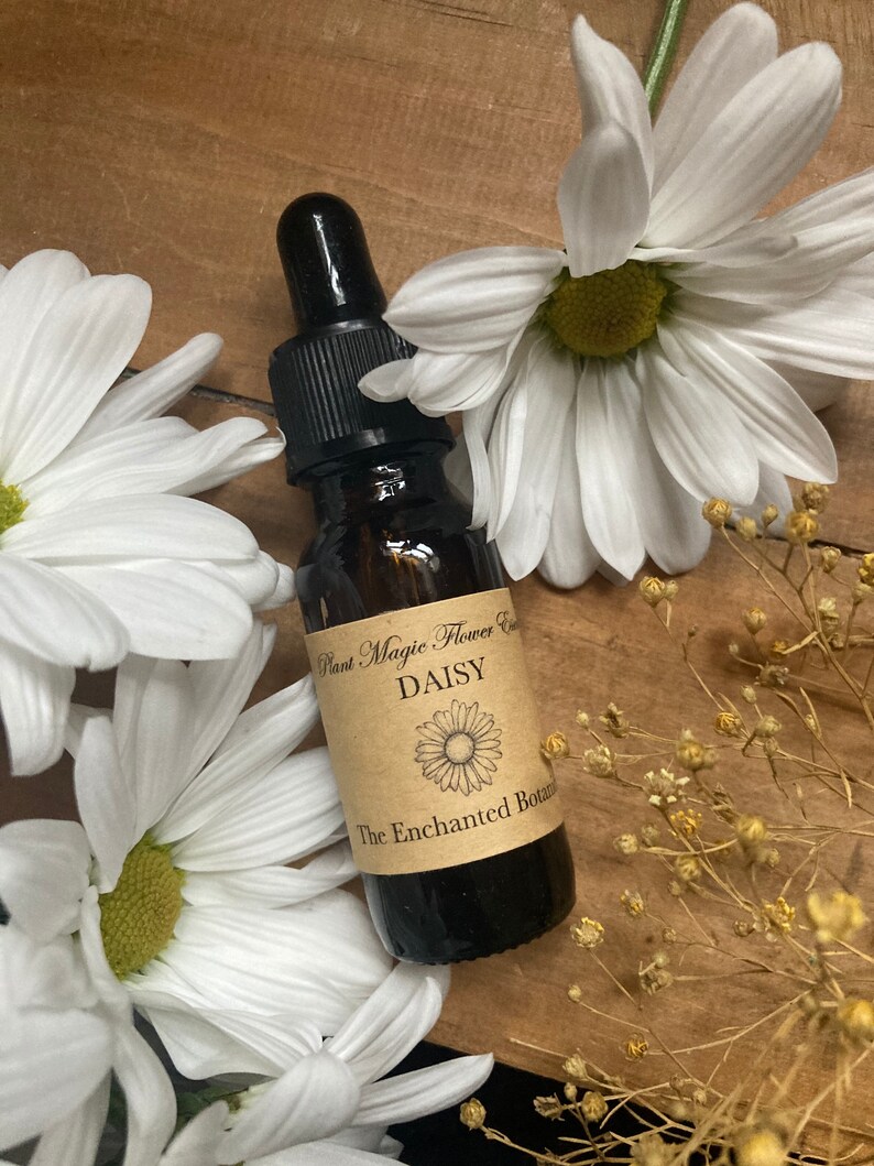 Daisy Flower Essence Etsy