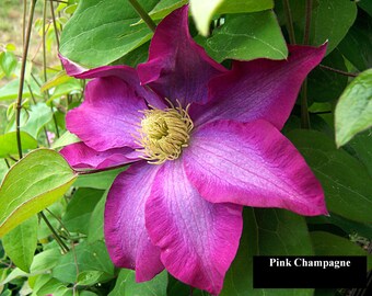 Clematis Trellis Etsy