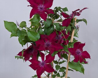Clematis Blume Etsy