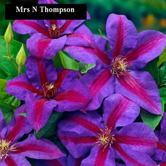 Thompson Clematis Vine Purple /& Scarlet Blooms 2.5/" Pot Plant Mrs N