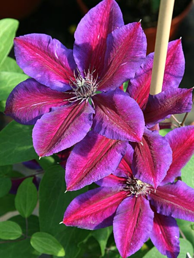 клематис мистер томпсон. томпсон. клематисы миссис томпсон. клематисы томпсон. клематис крупноцветковый миссис н.