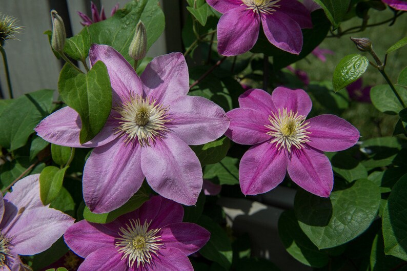 Alaina™ Dwarf Pink Clematis Alaina™ EVIPO 056 3.5 Pot Etsy
