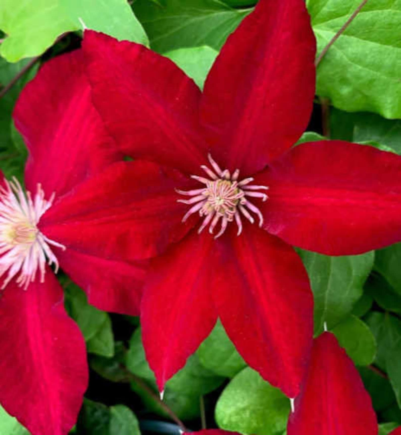 Rebecca Red Clematis 3.5 Pot vine plant BEST RED Etsy